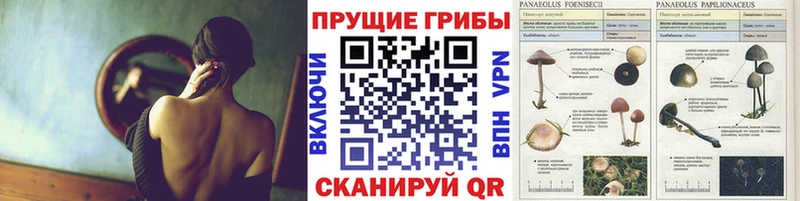где купить наркоту  Белгород  Галлюциногенные грибы MAGIC MUSHROOMS 
